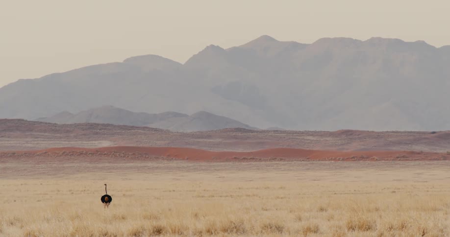 Ostrich standing on a field with a mountain on the background outdoors during day time