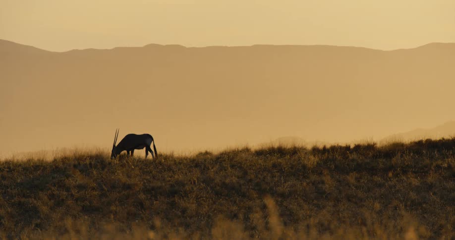 An antelope grazes quietly in a wild grassland its silhouette softened by a foggy atmosphere drifting across the landscape