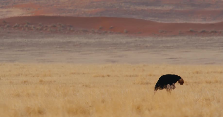 Ostrich walks across a dry field with dunes and plains in the background