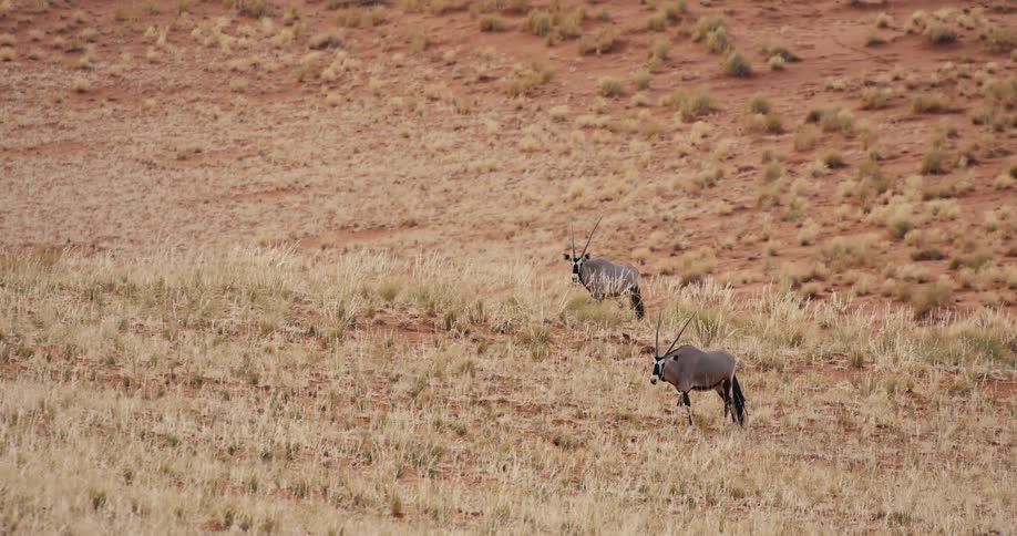 Oryxes stand still on arid ground with sparse vegetation