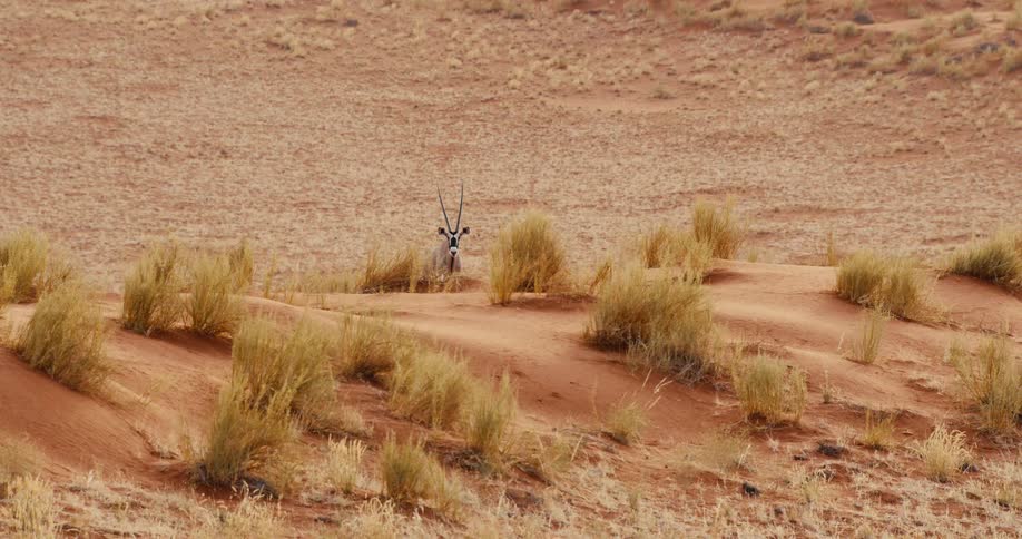 Antelope with long horns among shrubs on reddish desert dunes