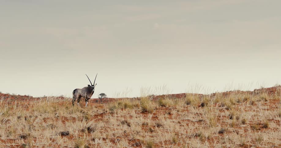 A oryx stands on a barren desert plain with sparse grasses under a pale sky