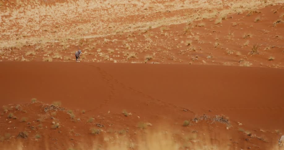 An animal standing at the top of a hill in a desert
