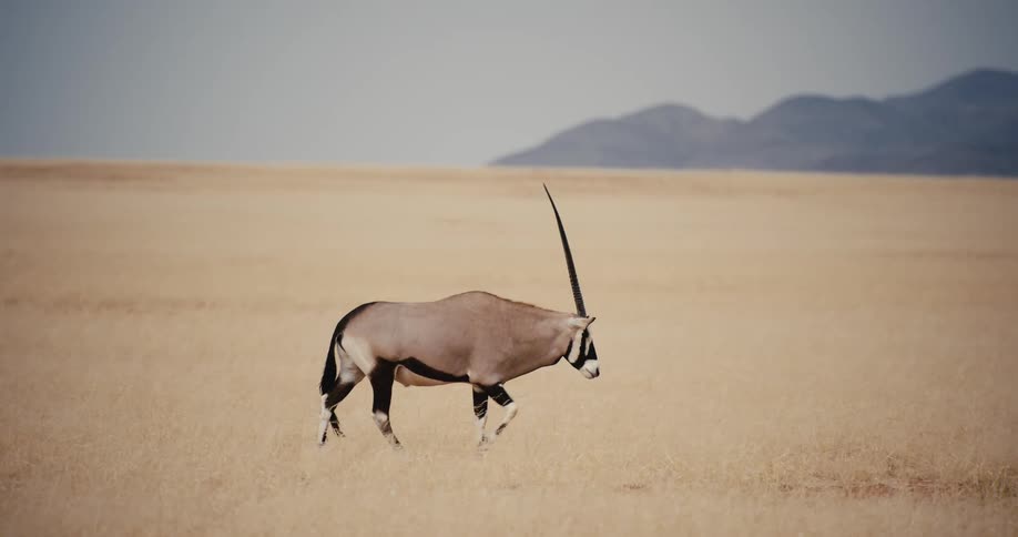 Antelope walking on a savanna with a mountain on the background outdoors during day time