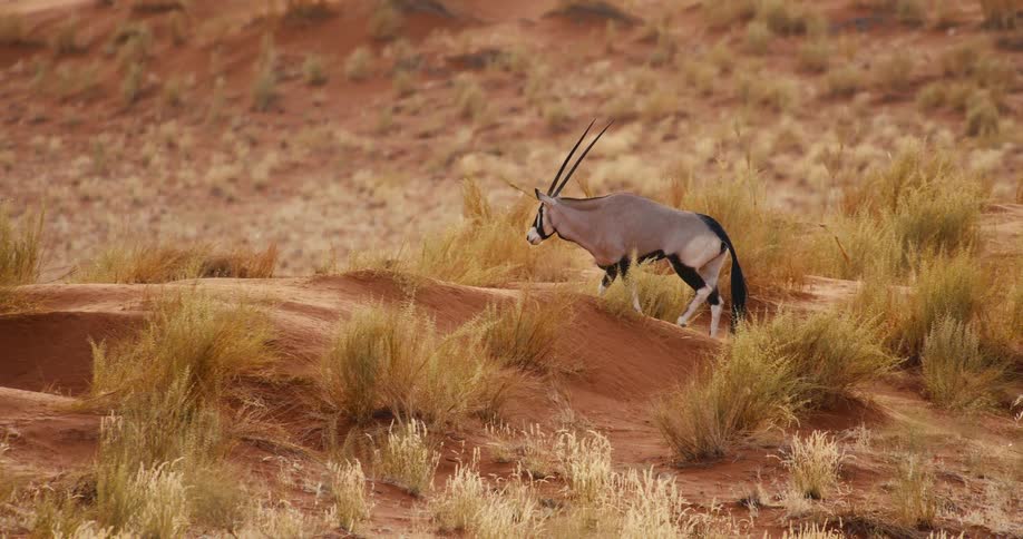 An antelope walking outdoors