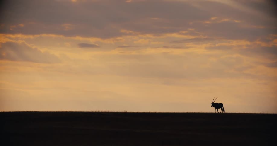 A silhouette of an oryx stands on a dark horizon against a golden sky with soft orange clouds during sunset