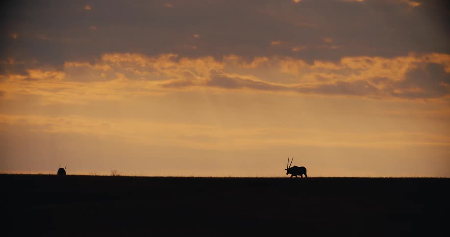 Silhouette of a gazelle walking across the land under a cloudy sunset sky