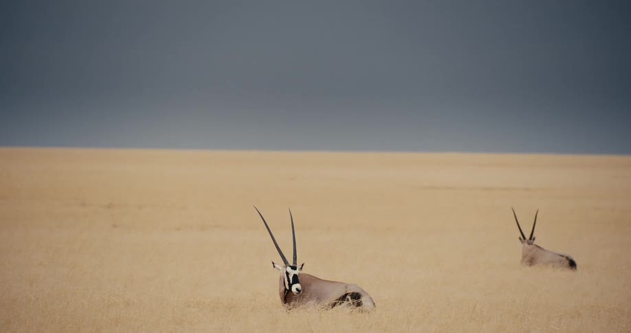 Two oryx antelopes rest in a vast field of tall golden grass under a heavy dark sky