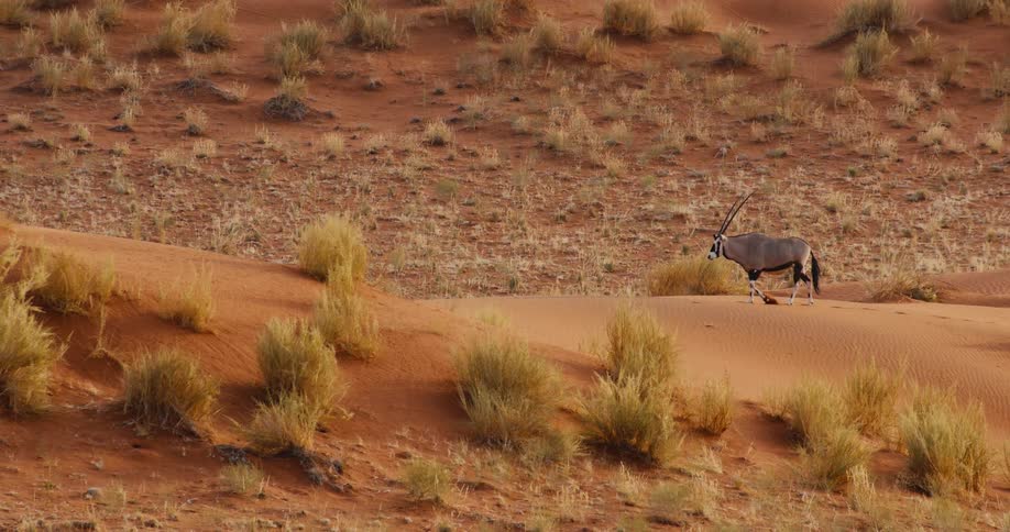 Oryx animal walking through the desert