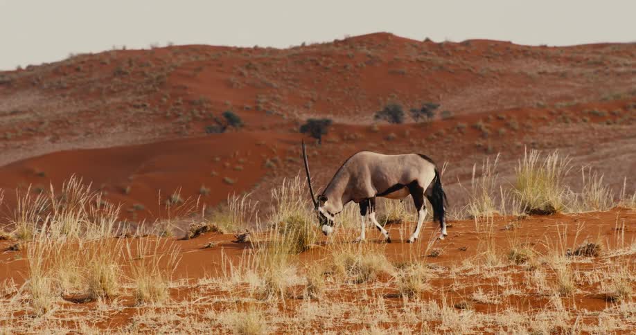 An animal walking around in a desert area