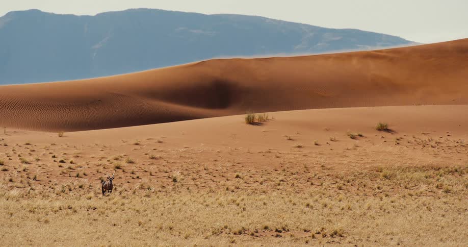 A lone oryx stands on a grassy plain at the foot of a massive windswept sand dune with distant mountains in the background