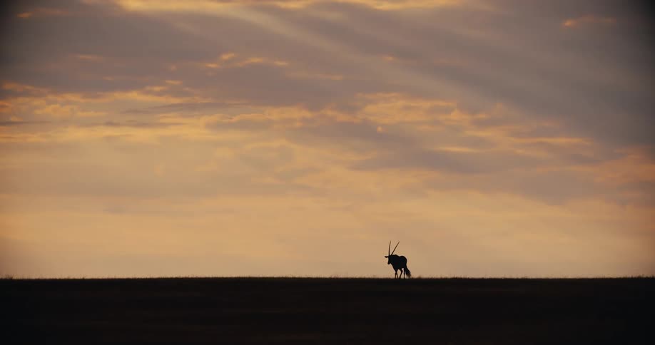 Gazelle walks across the landscape as sunlight shines through the clouds