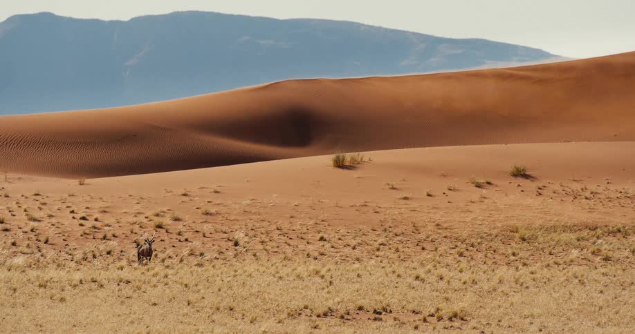 Antelope walks across arid ground before dunes and mountains