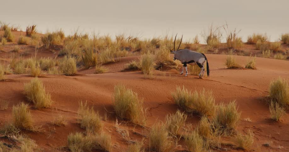 Oryx walks across reddish sand dunes with sparse vegetation in a desert environment
