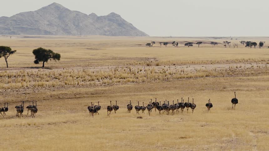 The ostrich run together on the field