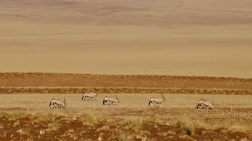 A group of oryx grazes across a dry grassland in the wild on a sunny day