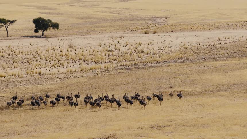 A flock of ostrich cross the open land