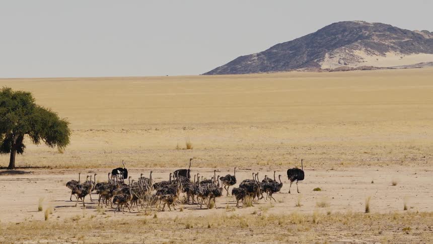 A herd of ostriches walks across a vast desert plain toward a distant mountain under a clear sky