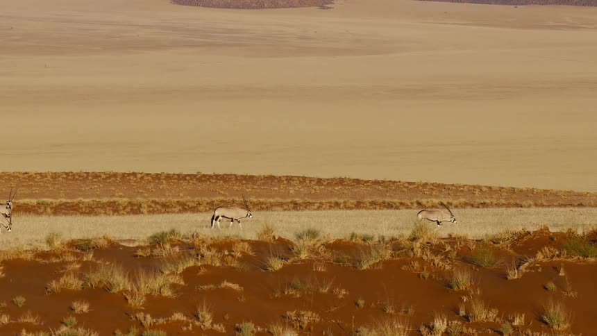 Some animals walking out in the desert