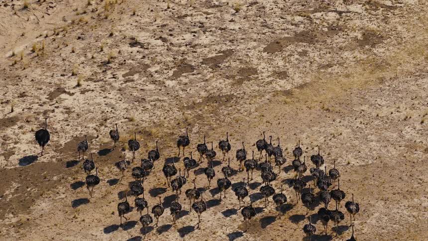 Aerial view of a flock of ostriches walking across a sunlit dry sandy plain