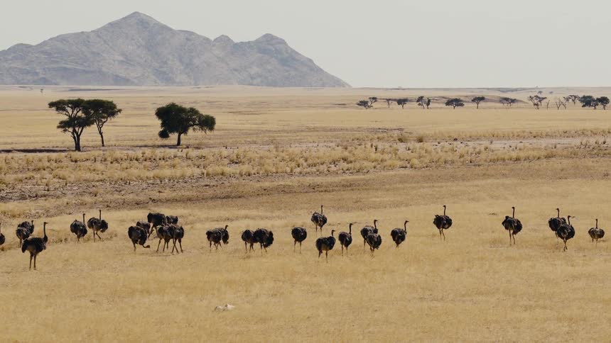 The large flock of ostrich walk in the desert