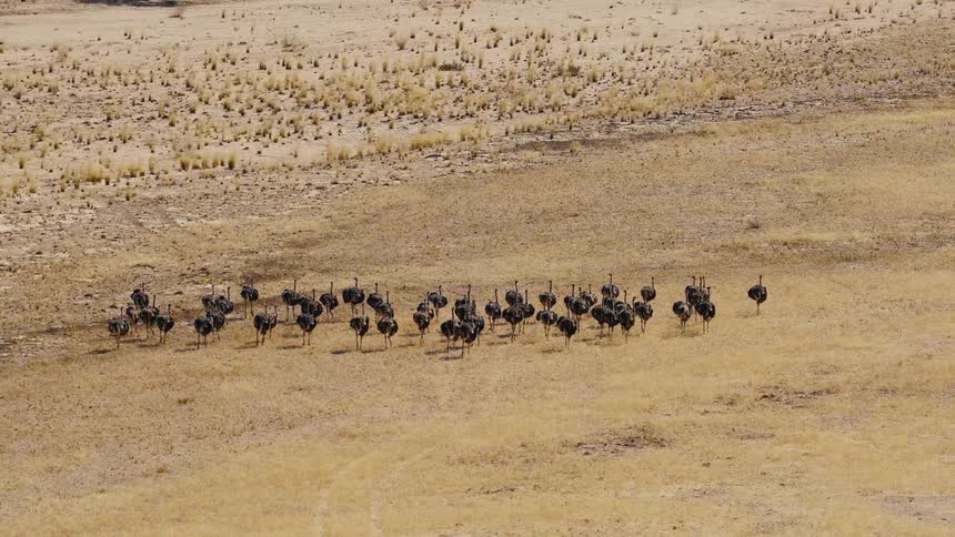 A flock of ostriches in the savanna