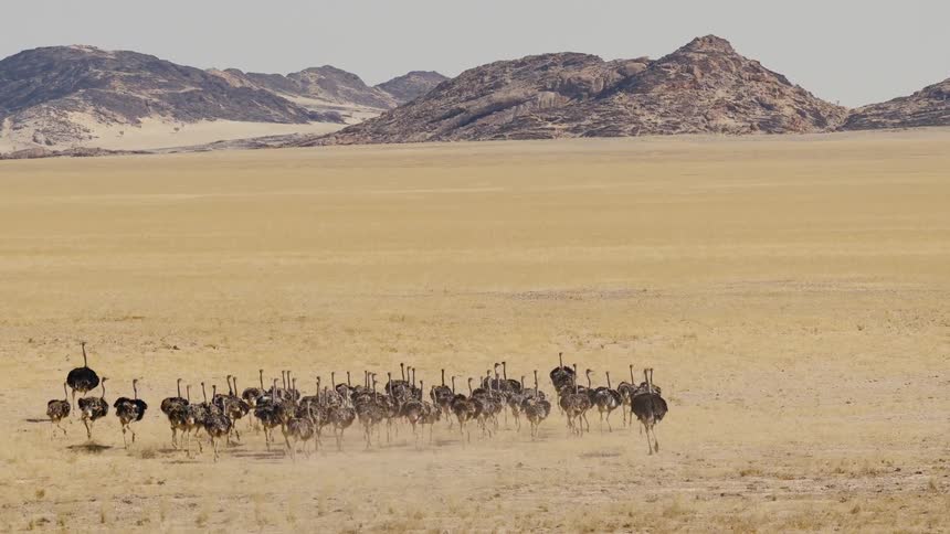 A flock of ostrich run across a field