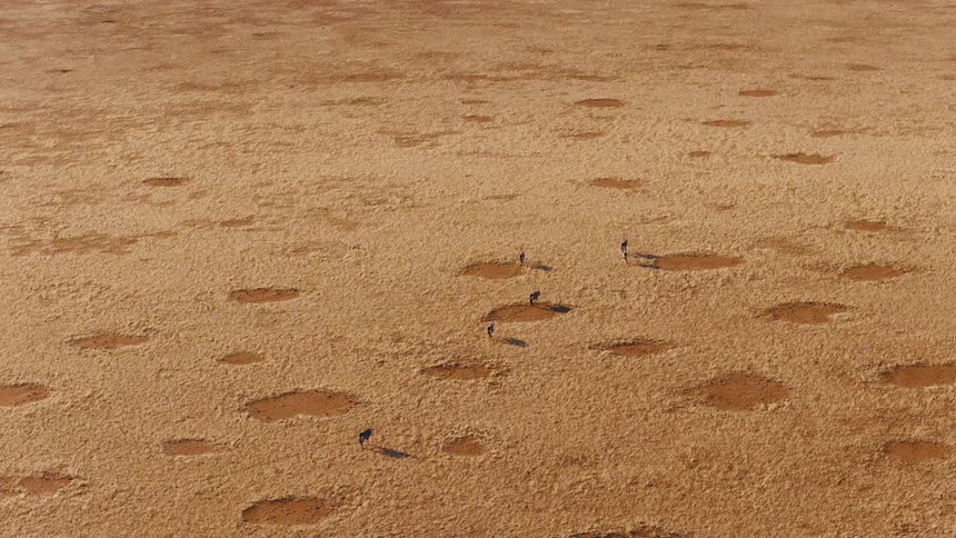 A group of antelopes walks across a vast arid plain in the desert passing through a field of natural fairy circles under the bright sun as their long shadows stretch across the dry sandy earth