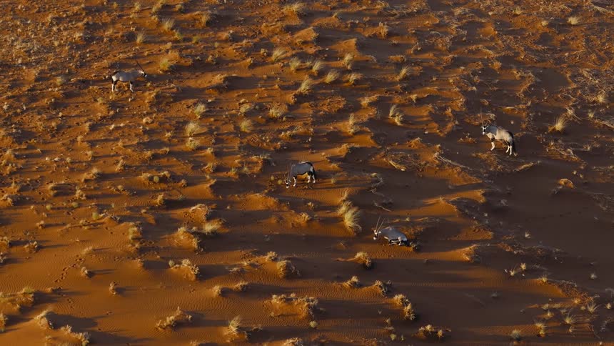 The animals graze and lay down in the desert