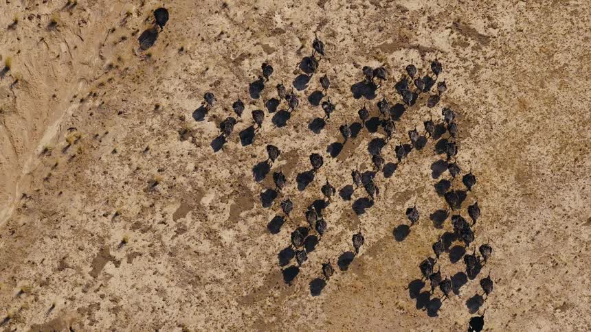 The large herd of ostrich travel together