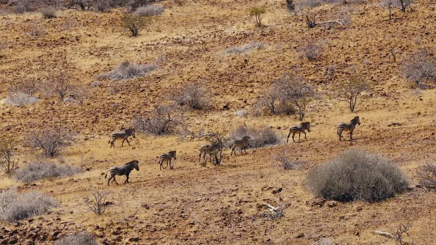 A herd of zebras walks slowly in a line across a steep rocky hillside covered in dry yellow grass and sparse bushes under bright daylight in an arid desert environment