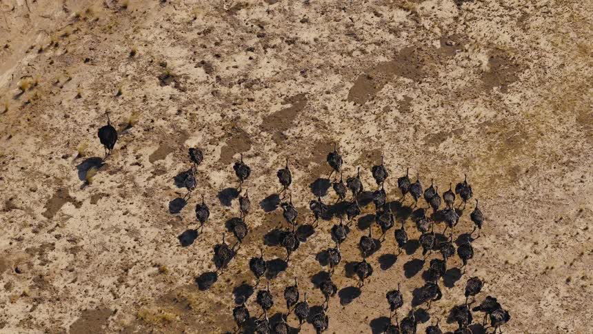 An aerial drone shot captures a large flock of ostriches running across a vast arid desert plain