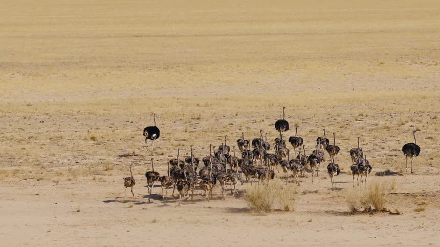 Flock of ostriches runing on a plain field outdoors during day time