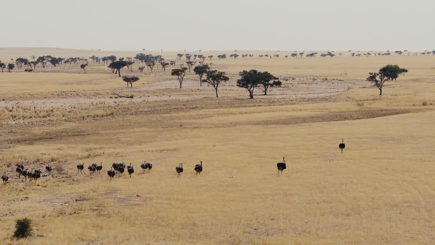 An aerial view of some ostriches
