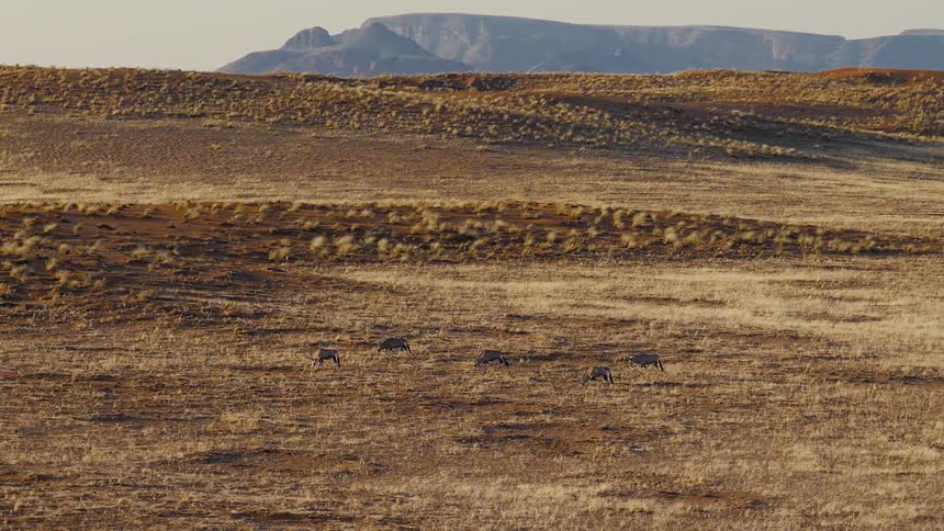 A herd of five oryx grazes across a dry golden grassy plain in a vast desert valley with rolling sand hills and a large mountain visible in the distance