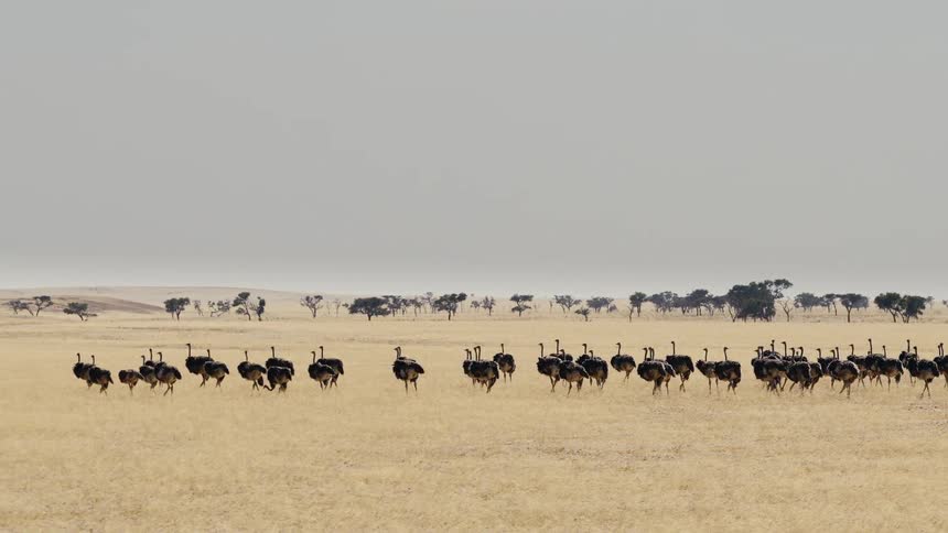 A flock of ostriches walks through a safari jungle at midday