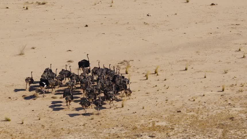 A flock of ostrich cross the desert