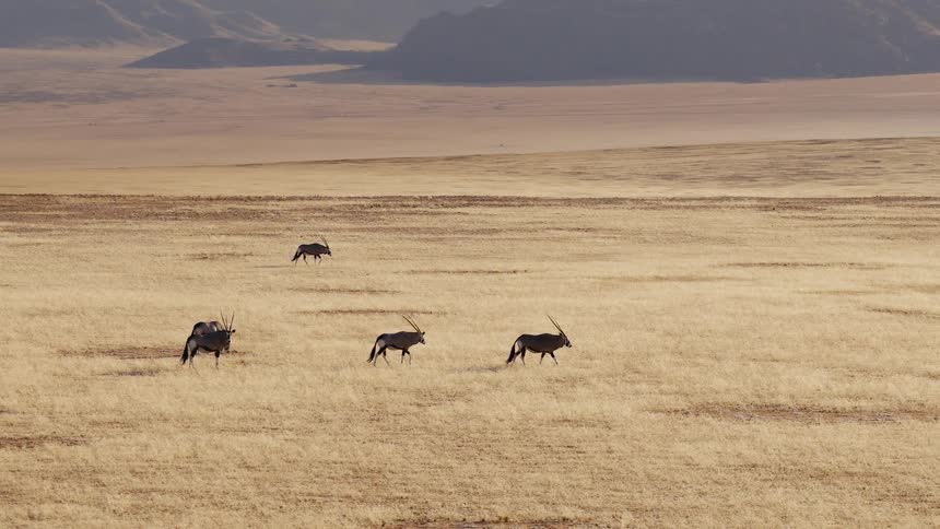 The animals move along the landscape