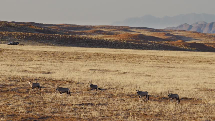 The animal herd stand together on the field
