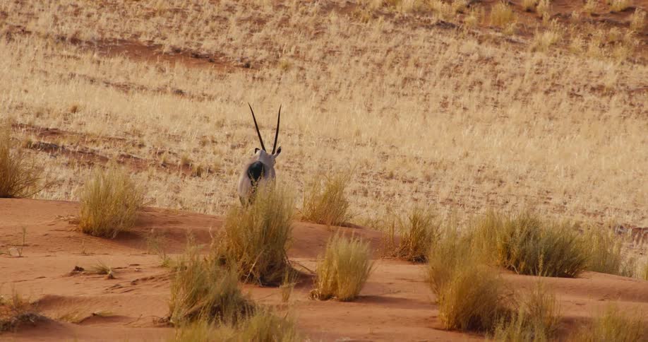 An animal walking around in a desert area