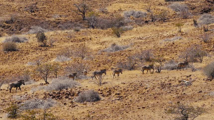 A herd of zebras walks in a single line across a rocky arid hillside filled with dry shrubs and sparse vegetation under bright sunlight