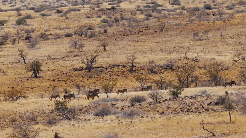 Herd of zebra walking on a savanna outdoors during day time