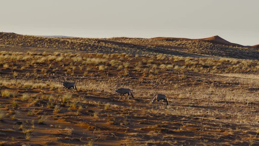 Three oryx walk in a single file line across a sparse grassy desert slope toward sand dunes under a clear sky