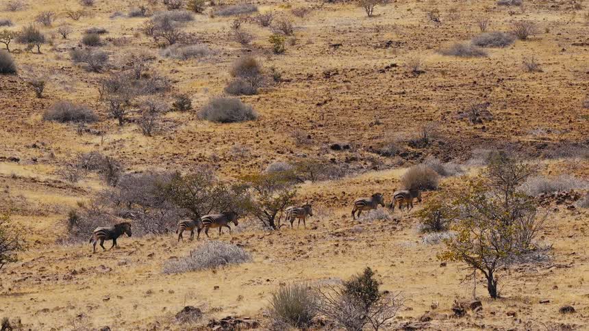 Zebras walking through a savanna
