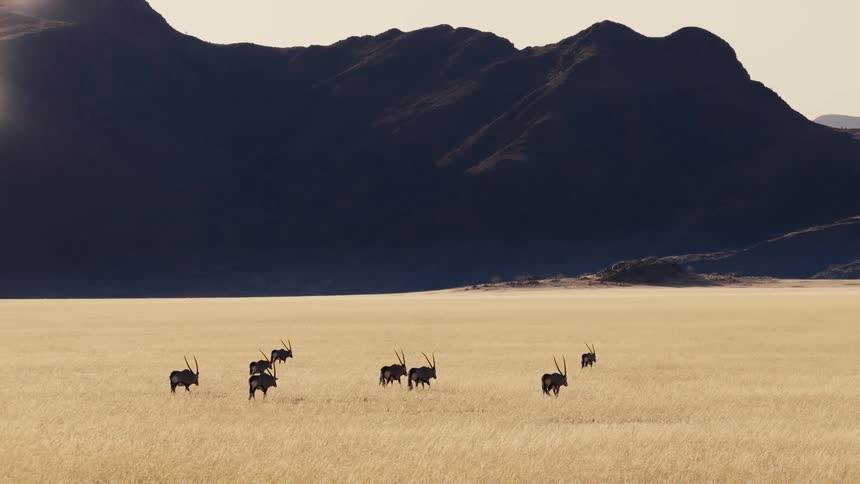 The animals walk across the field by the mountains