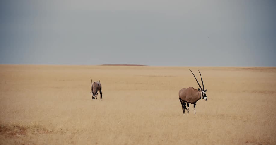 Antelopes grazing outdoors on a savanna grassland during daytime