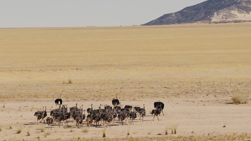 A large flock of ostriches walks together across a vast arid plain toward a distant dark mountain under a clear bright sky