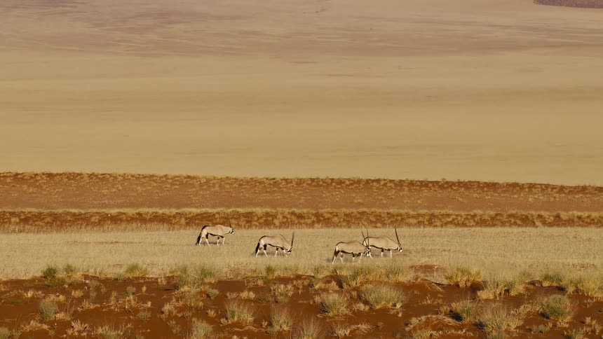 A group of four oryx walks across a grass field with brown grasses in the wild at midday