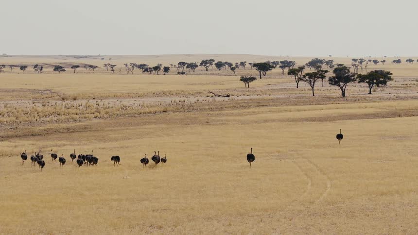 An aerial shot shows a herd of ostriches walking across a dry vast african savanna landscape characterized by yellow grass scattered trees and distant hills under a clear sky