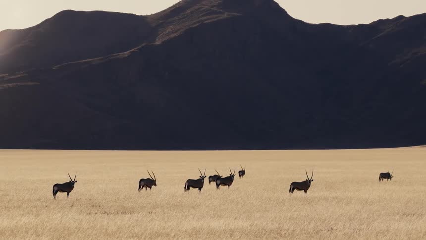 African antelope graze in a grassland beneath a mountain range